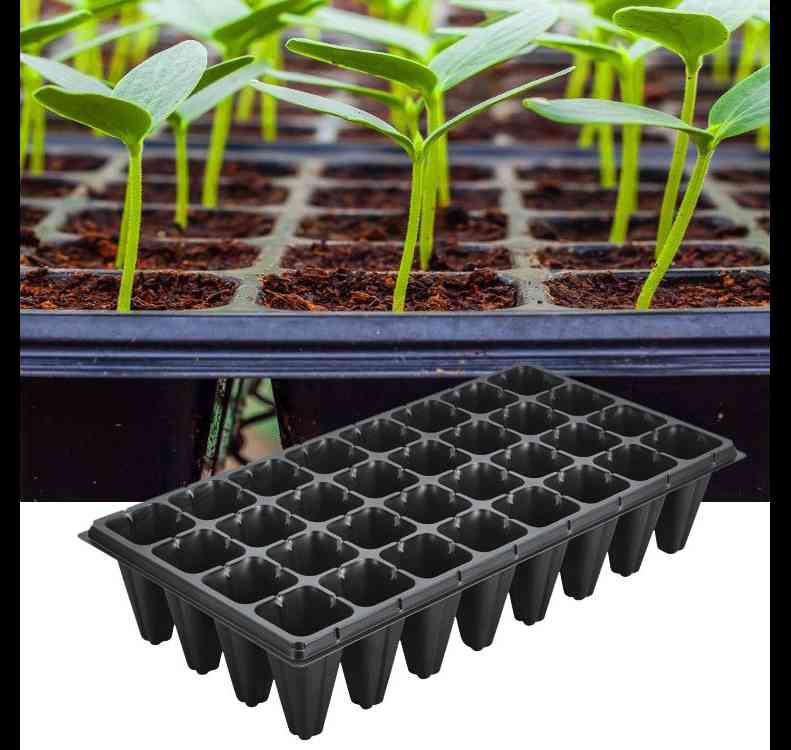 Scotch Bonnet Dark green